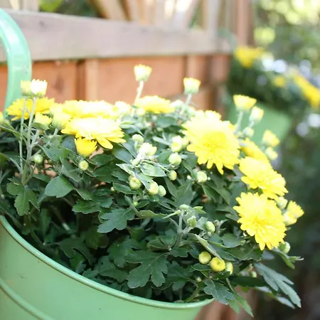 Apartmán Konradi Cuxhaven-duhnen Cuxhaven